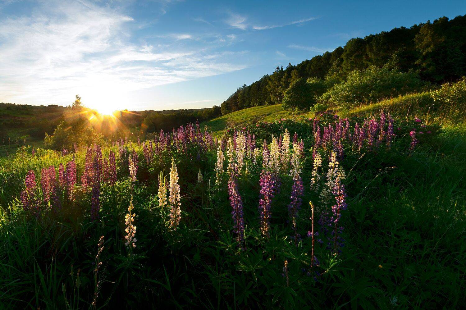 , Виталий Стрельцов