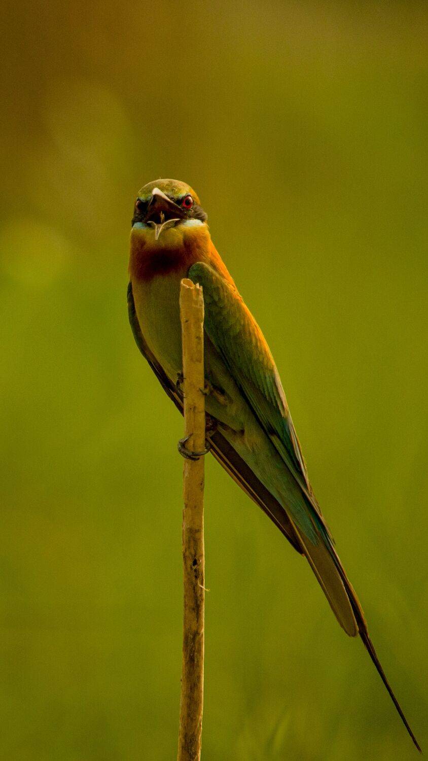 #bird, #coppersmithbarbet, #wild, Ishtiyak Shadab