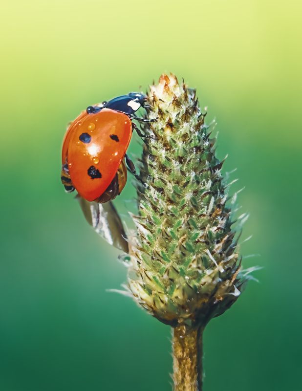 макро мир, макро, божья коровка, природа, лето, весна, насекомое  фото превью