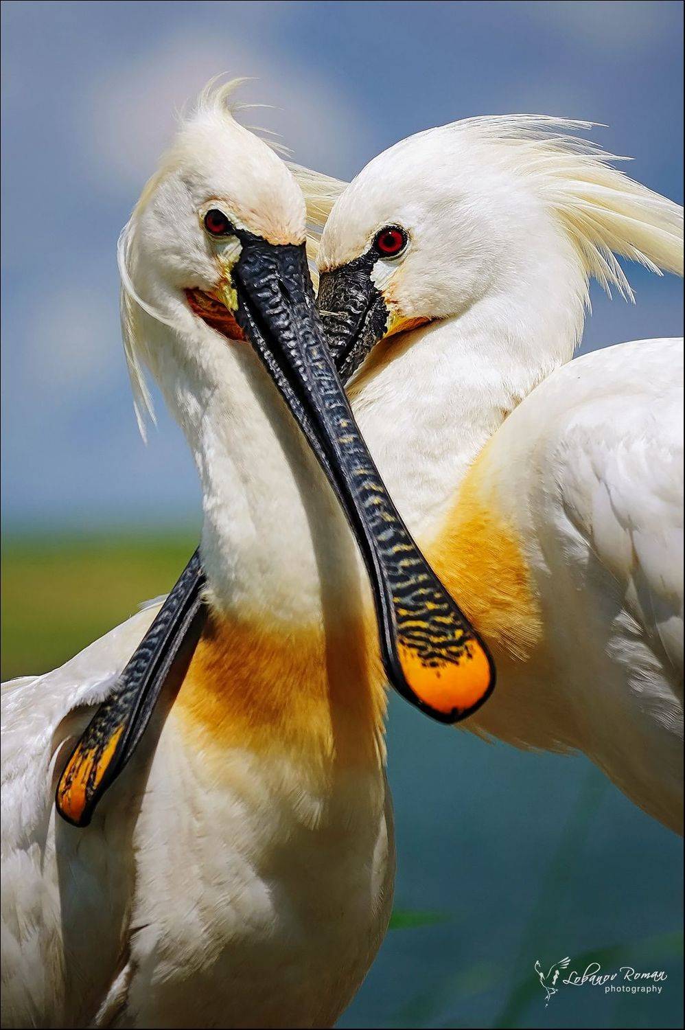 , Лобанов Роман