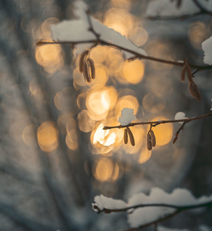 зима, боке, гелиос 44, лес, солнце  фото превью