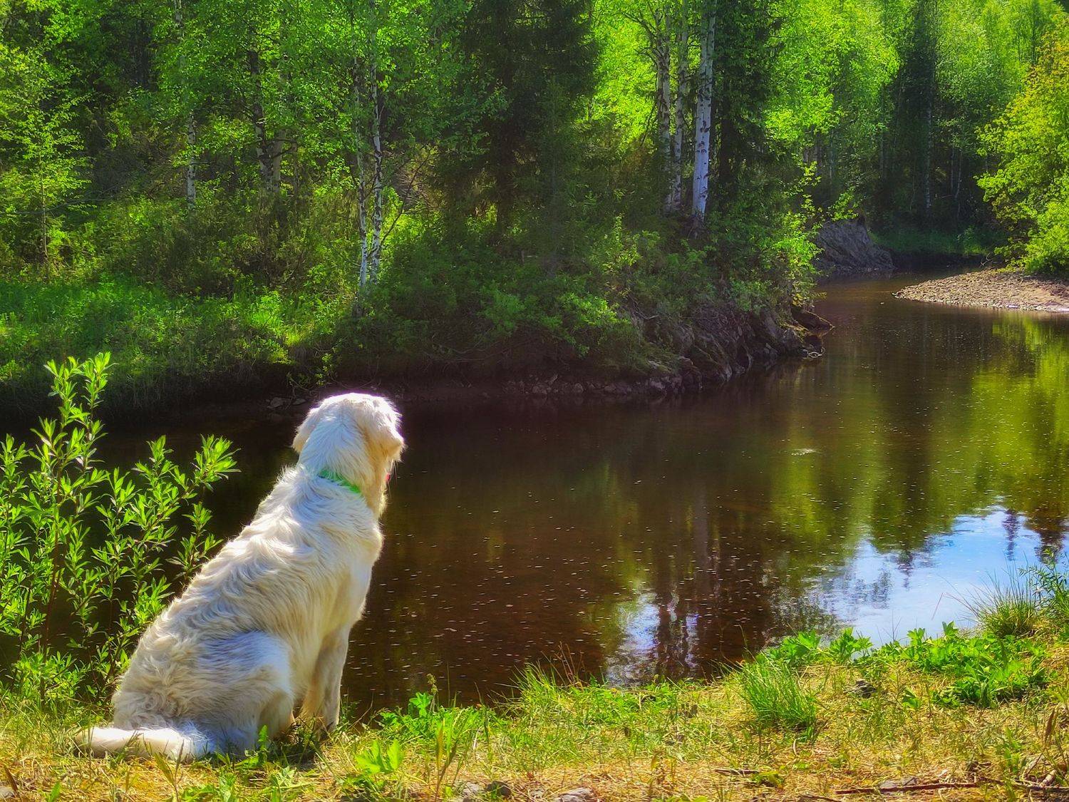 голден ретривер,природа,север, Игорь Подобаев