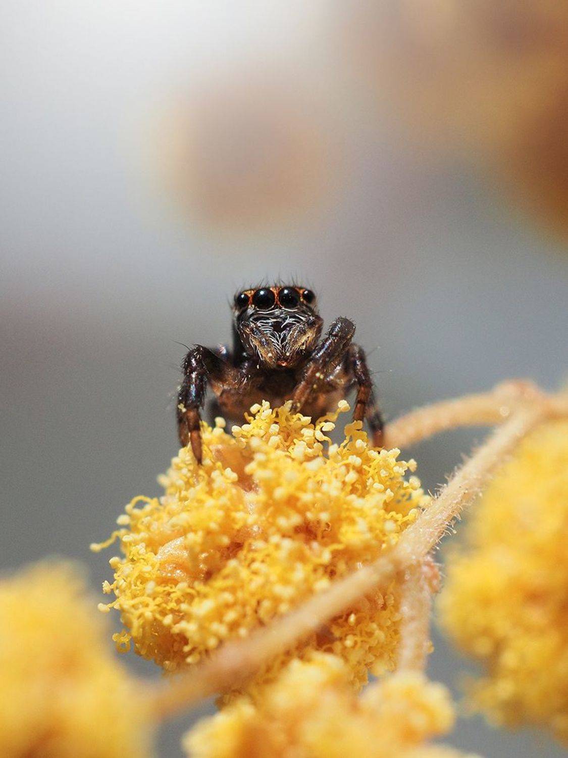 , Сергей Калёв