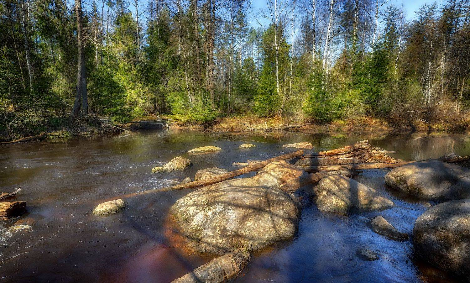 лес солнце река линдуловская роща рощинка валуны, Скороходов Константин