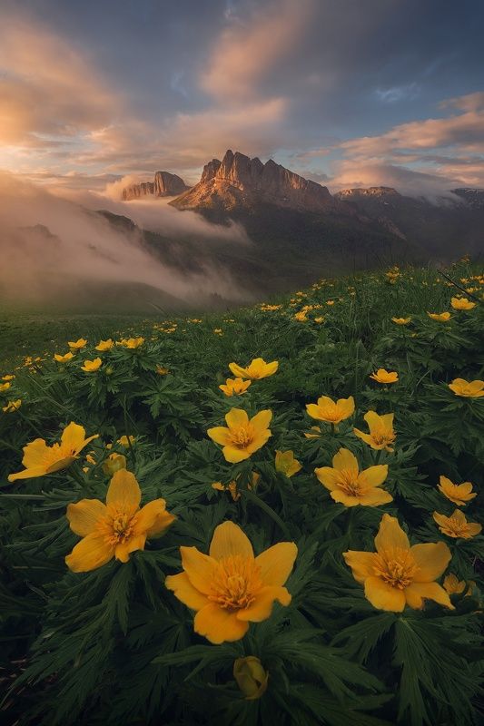 #цветы, #кавказ, #ергаки, #пейзаж, #лето, #горы Цветы и горы фото превью