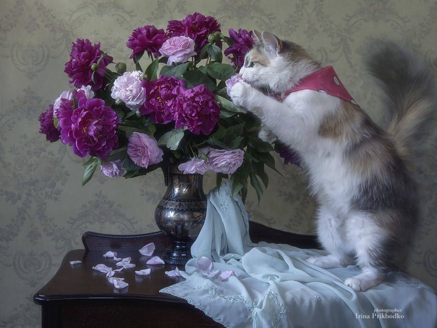 натюрморт, котонатюрморт, котомодель, постановочная фотография, домашние животные, букеты. цветы, Приходько Ирина