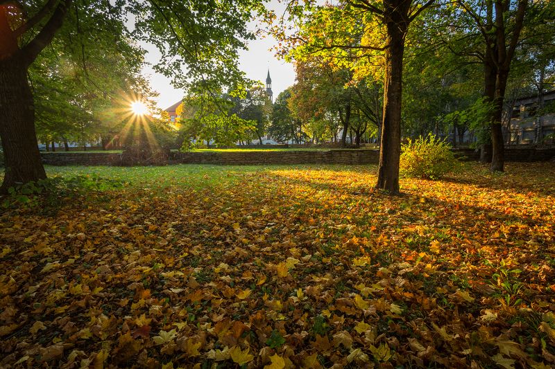 нарва, осень, ратуша  фото превью