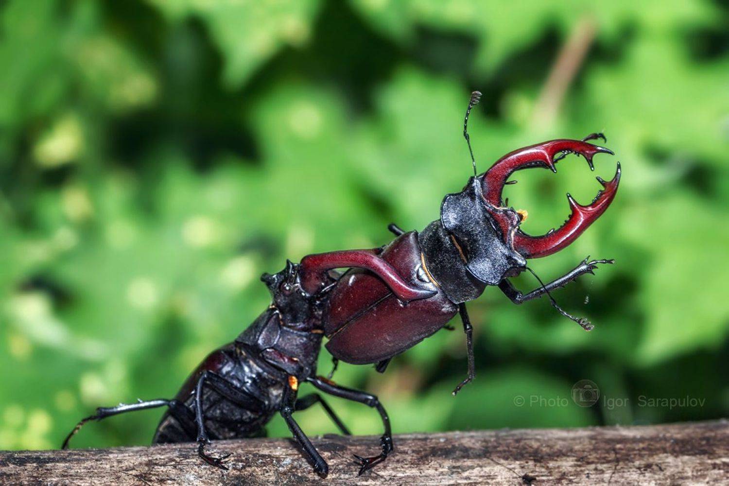 рогач, рога, природа, насекомое, монстр, мандибулы, макро, крупный жук, жук олень, борьба, мма, большой жук, белгород, архиерейская роща, lucanus cervus, live for the story,, Сарапулов Игорь