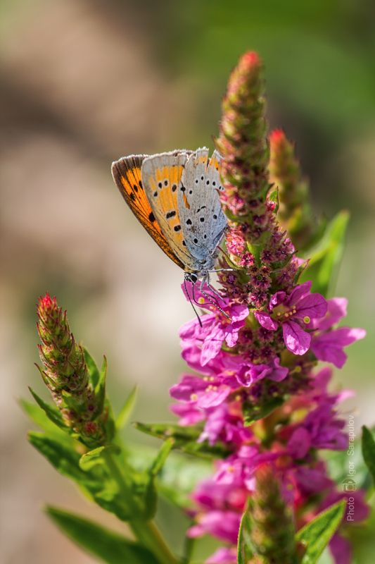 червонец непарный, фотоохота, природа, макро, дербенник иволистный, голубянка, бабочка, lythrum salicaria, lycaena dispar, kwanon photo, canon photo Самочка Червонца непарного и Дербенник иволистный фото превью
