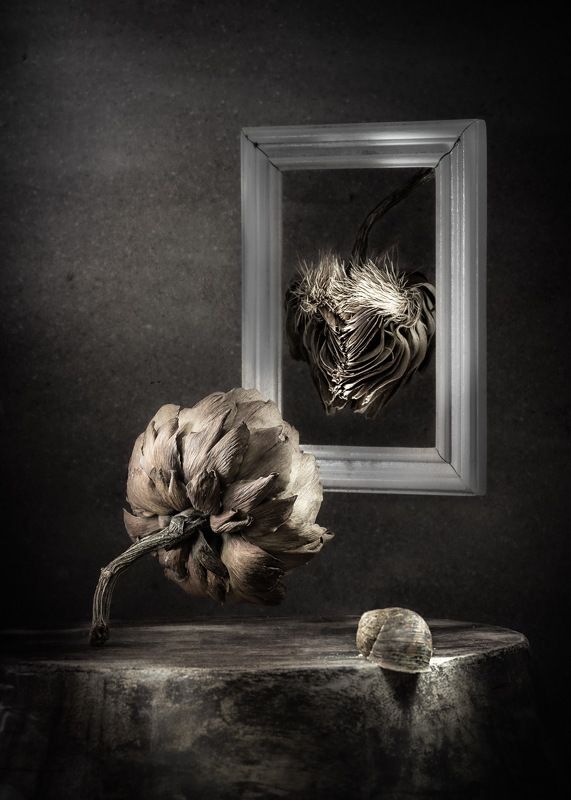 Натюрморт портрет рамка артишок сухие овощи световая кисть  Портрет артишока фото превью