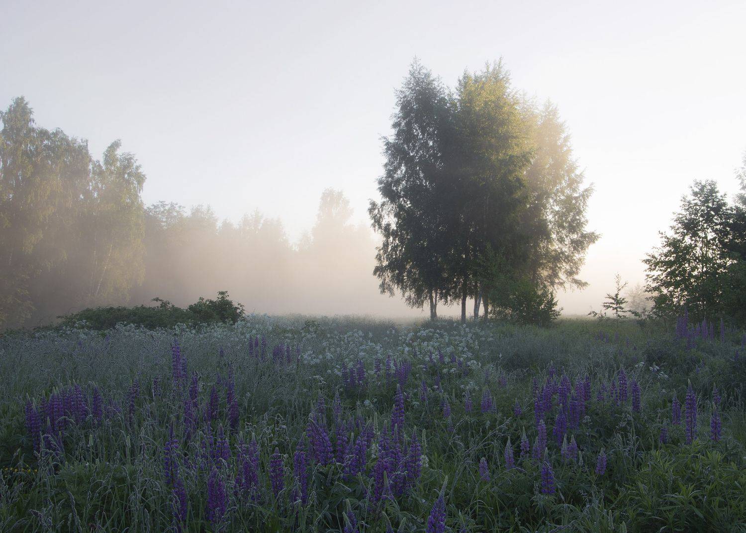 природа, пейзаж, туман, люпины, Ольга Бонина