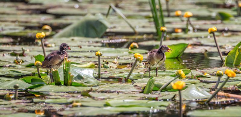 цыплёнок, фотоохота, фото птиц, фото животных, река, птица, панорама, кувшинки, кубышка жёлтая, камышница, жёлтая кувшинка, водоём, везёлка, болотная курочка, nuphar lutea, kwanon photo, gallinula chloropus, canon photo, canon Цыплята болотной курочки фото превью