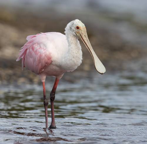 Roseate spoonbill -Розовая колпица