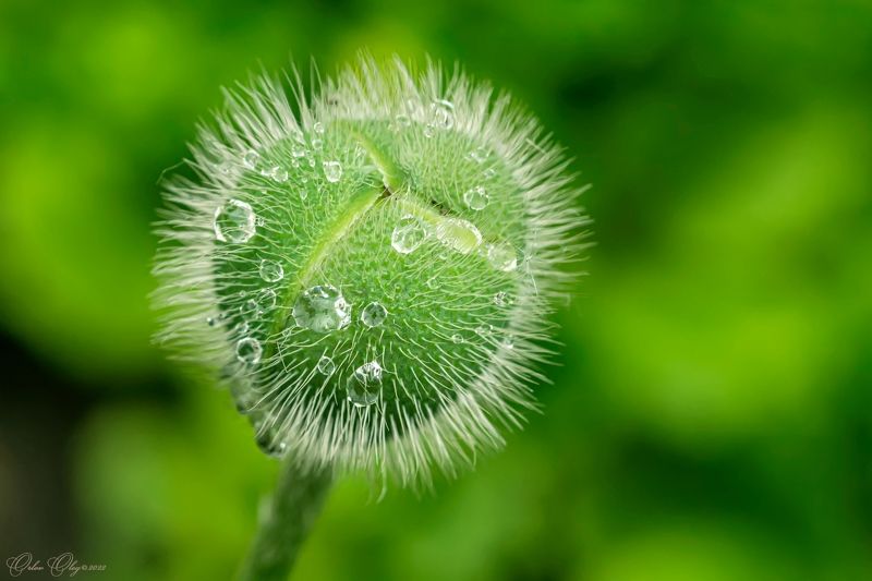 *** фото превью