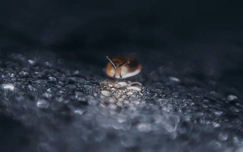 Инопланетный гость.