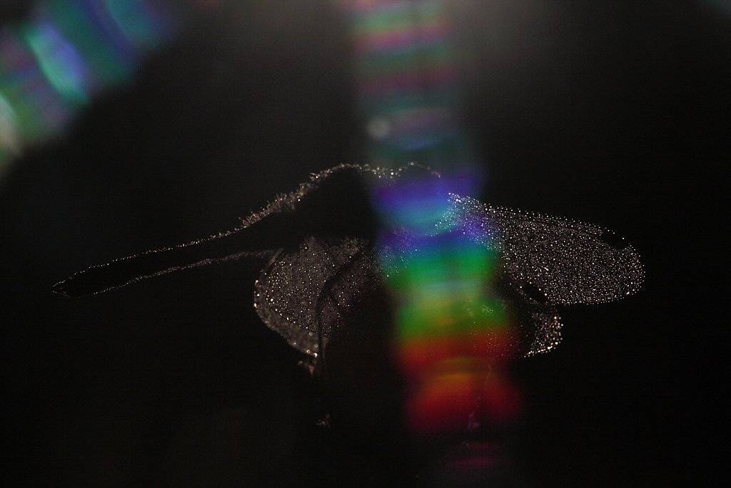 , Сергей Таланов