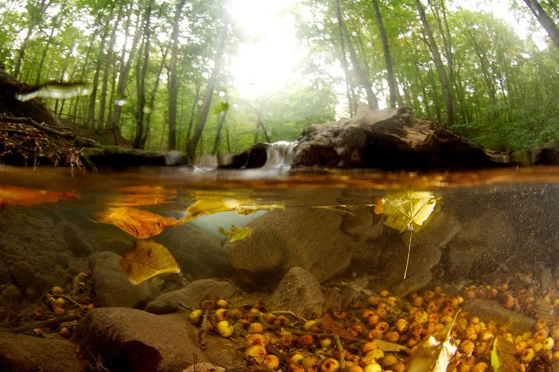 За гранью лета или подводная осень фото превью