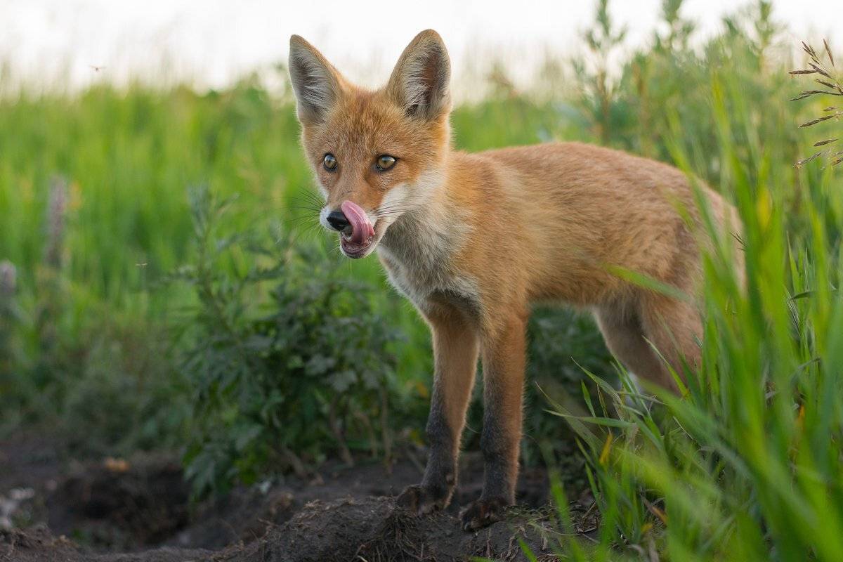 , Руслан Сигушин