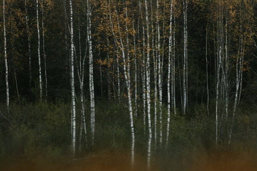 , Александр Савельев