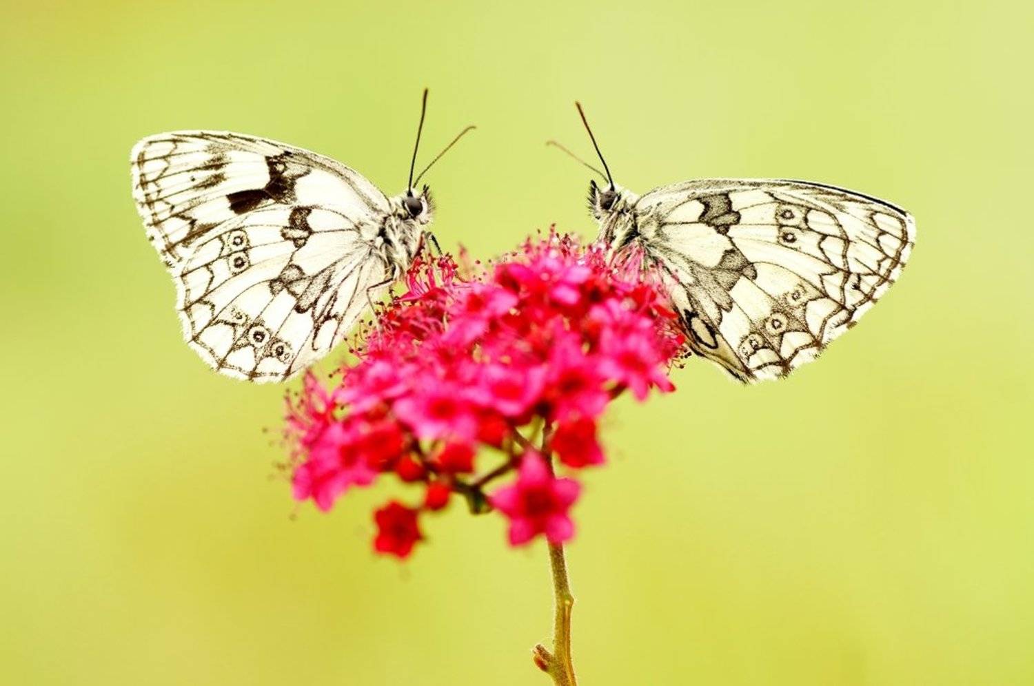 , Zbyszek  Walkiewicz