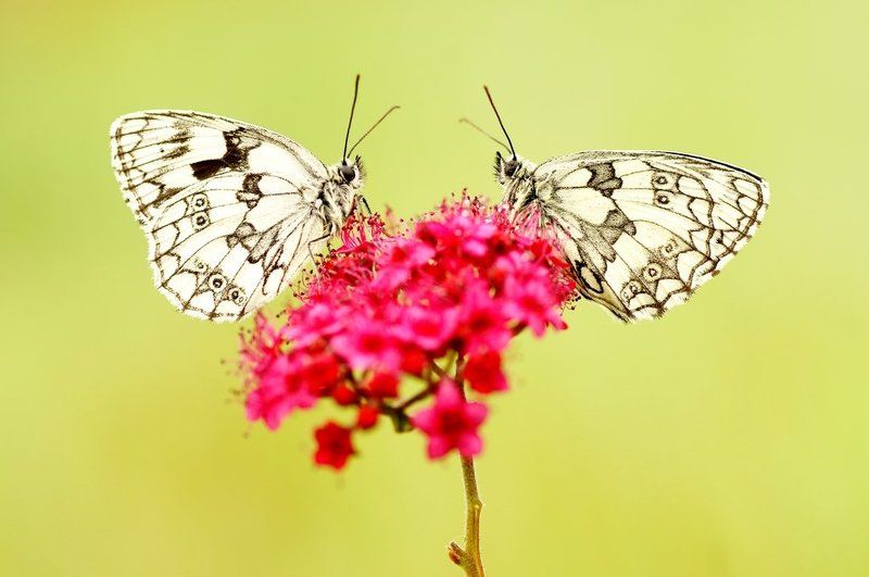 Twins... фото превью