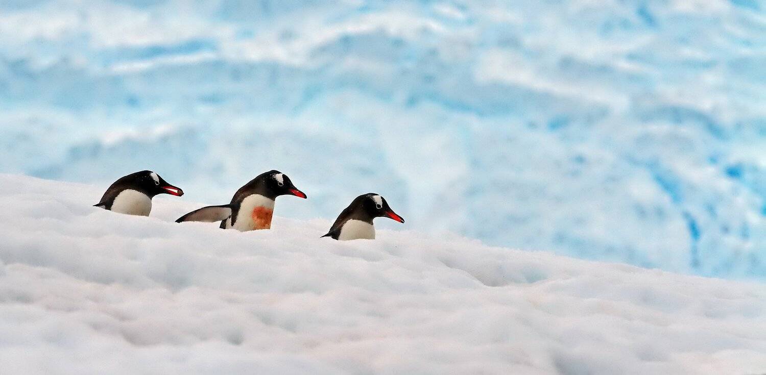 , Александр Перов