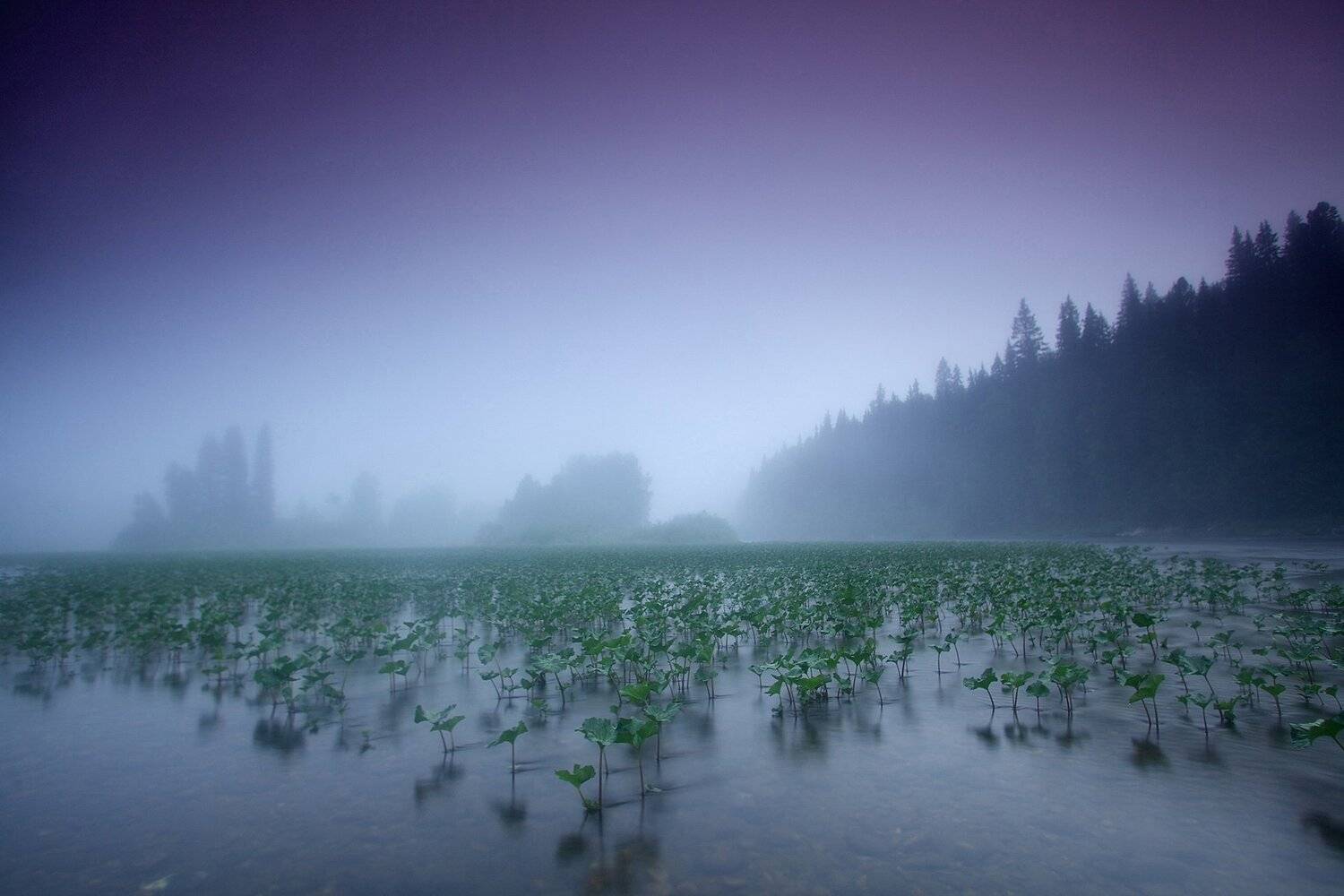 , Никифоров Егор