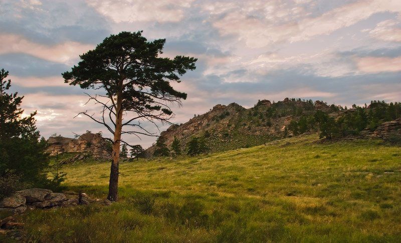 Баянаул, Вечер, Дерево Тихим вечером фото превью