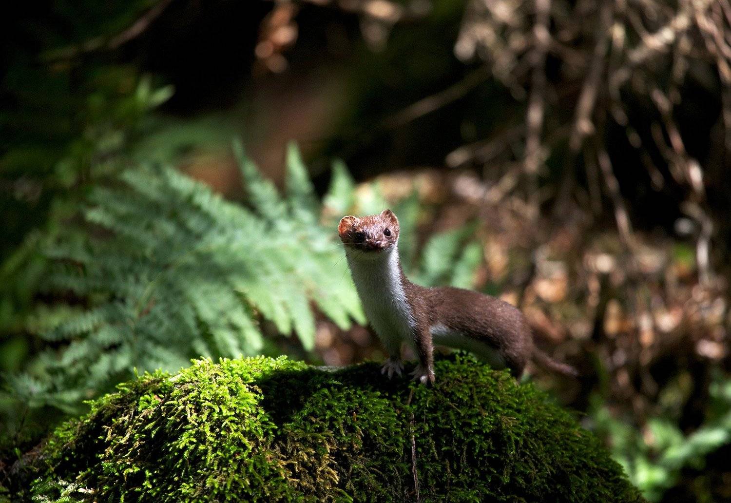 , Никифоров Егор