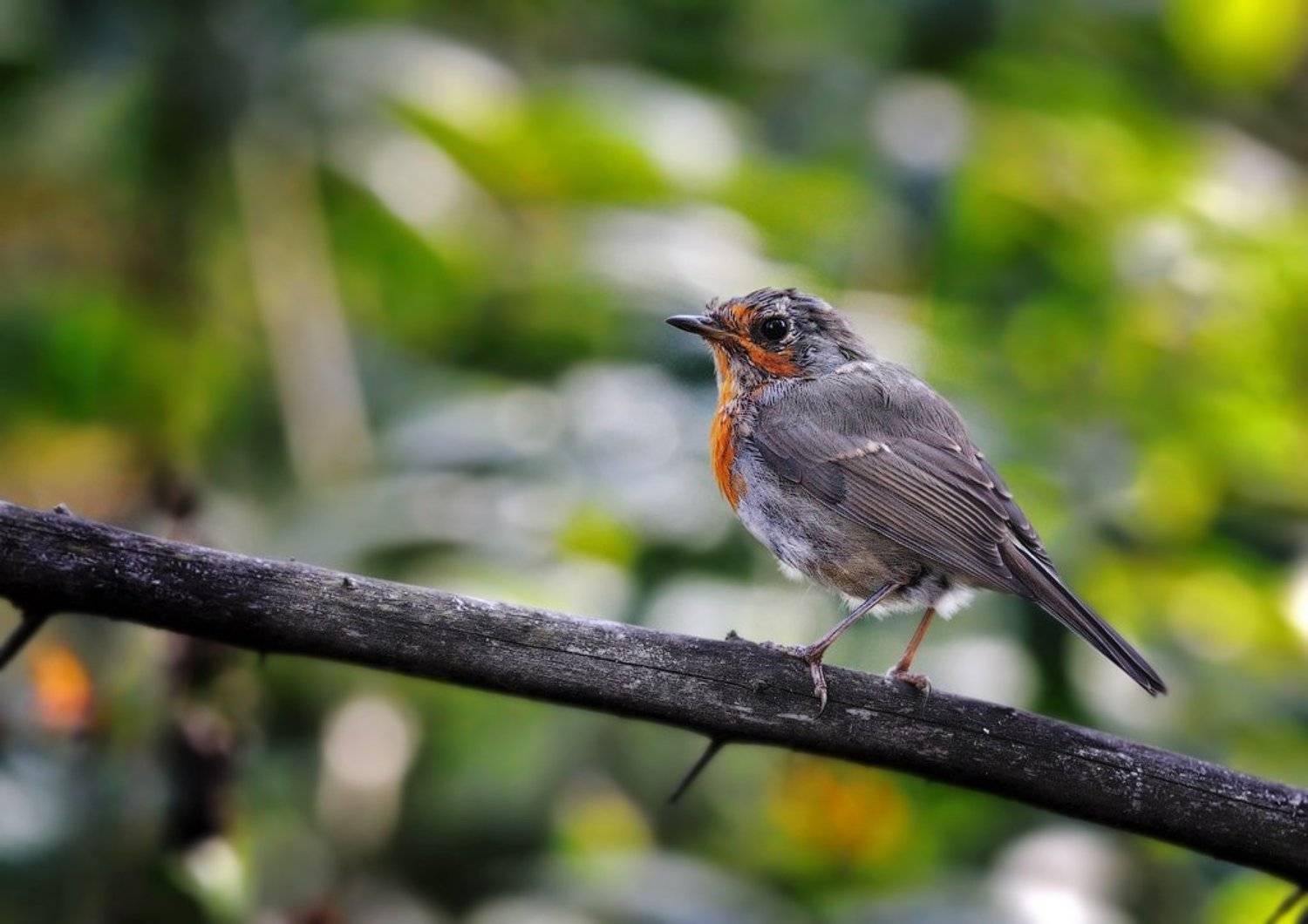 , Курочкин Валерий