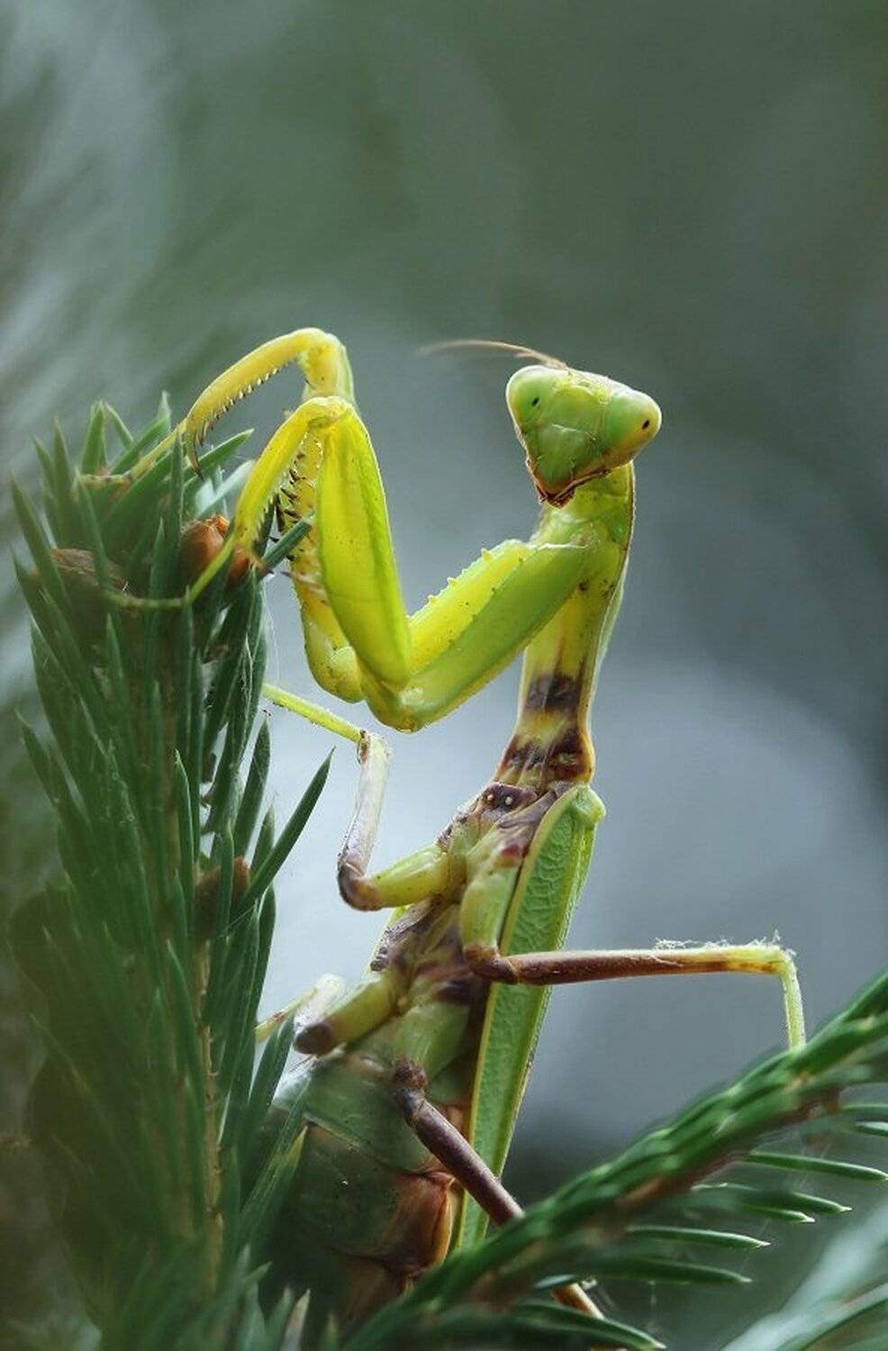 , Александр Журавлёв