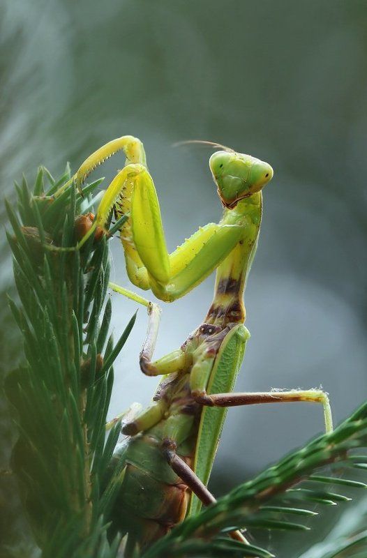 Богомол фото превью