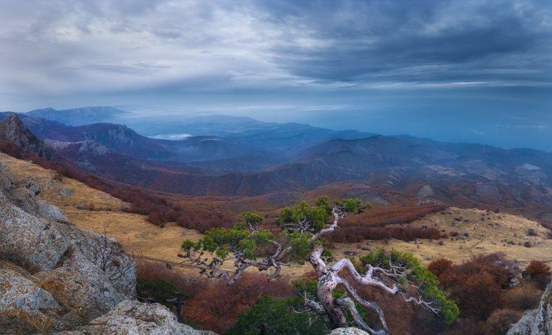 Бансай фото превью