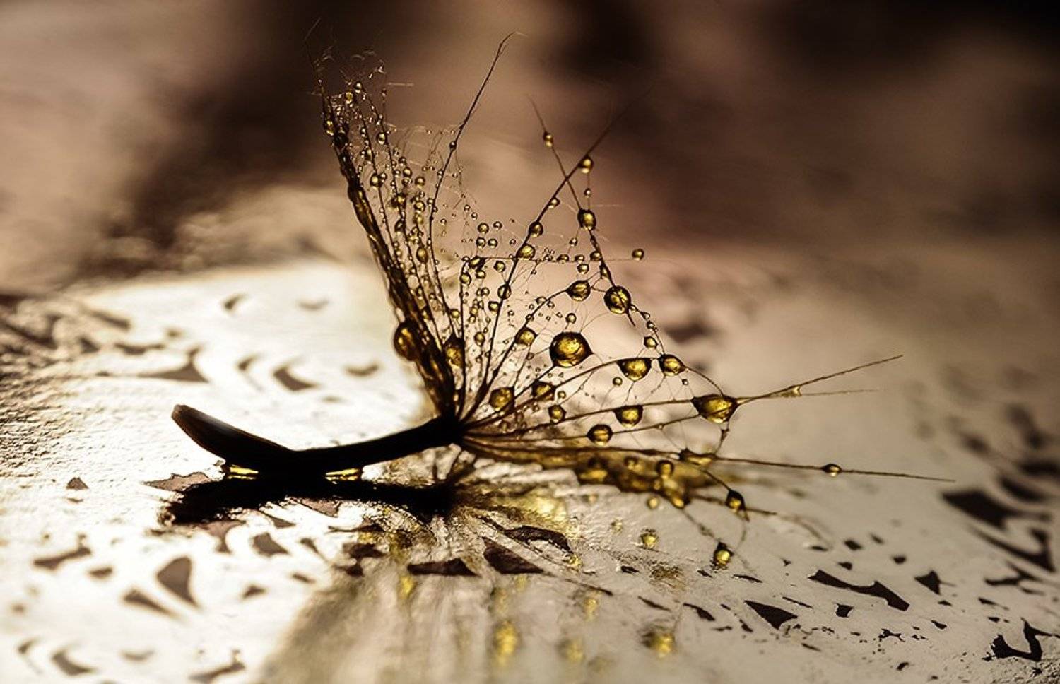 , Ивелина Благоева