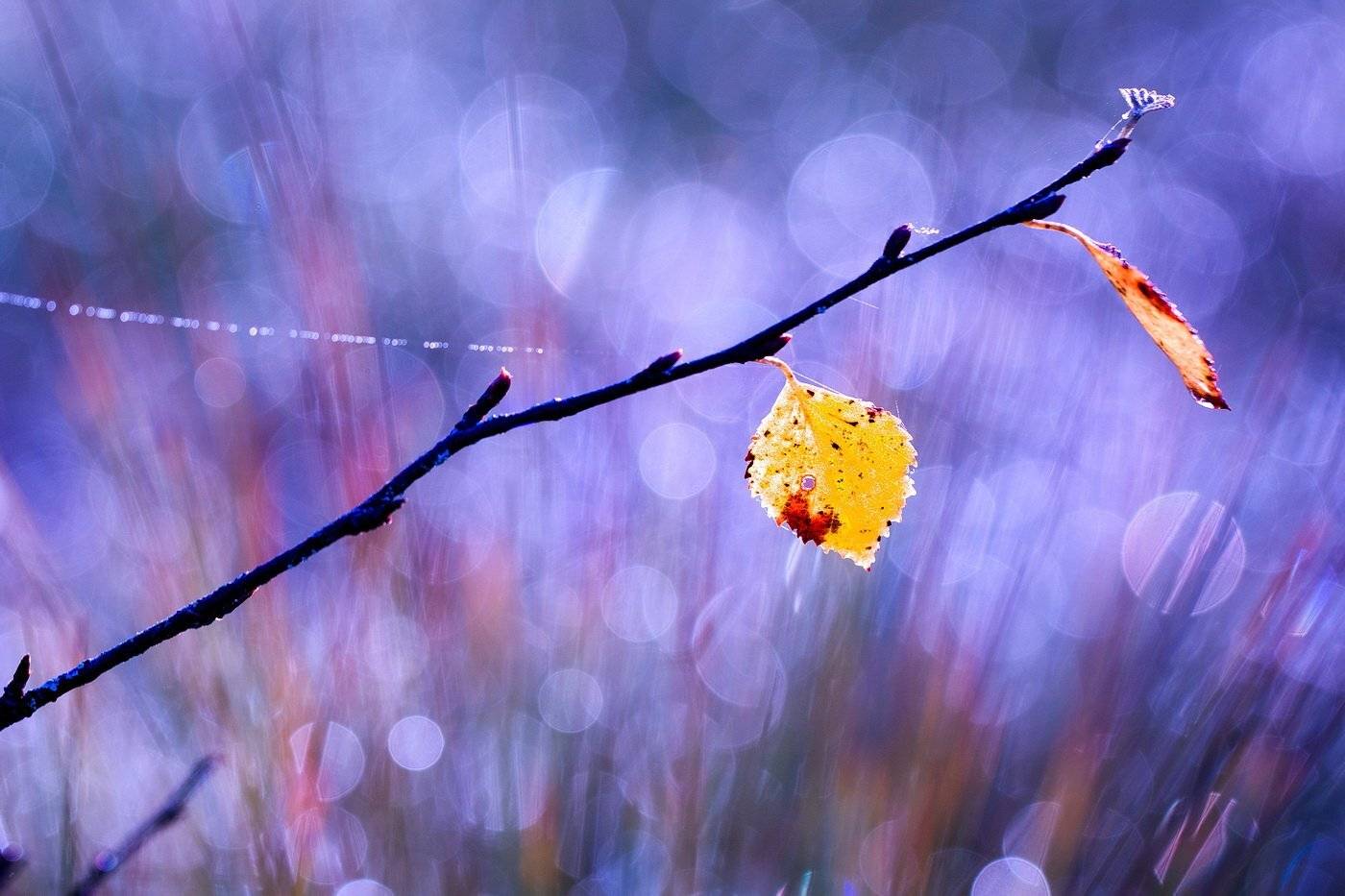 , Вилюнов Дмитрий