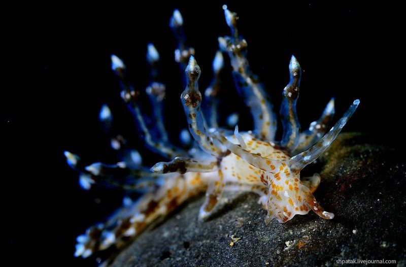 Бухта Рудная. Встреченный впервые. фото превью