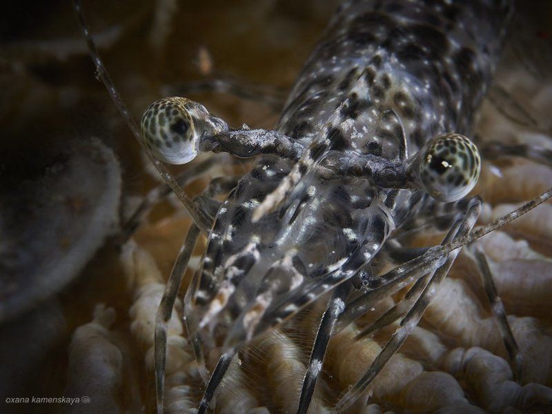 Тигровый глаз фото превью