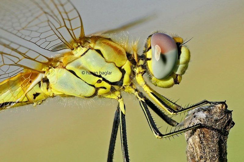 Potrait od dragonfly фото превью