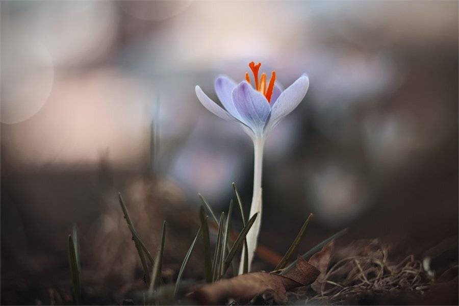 , Наталья Ова