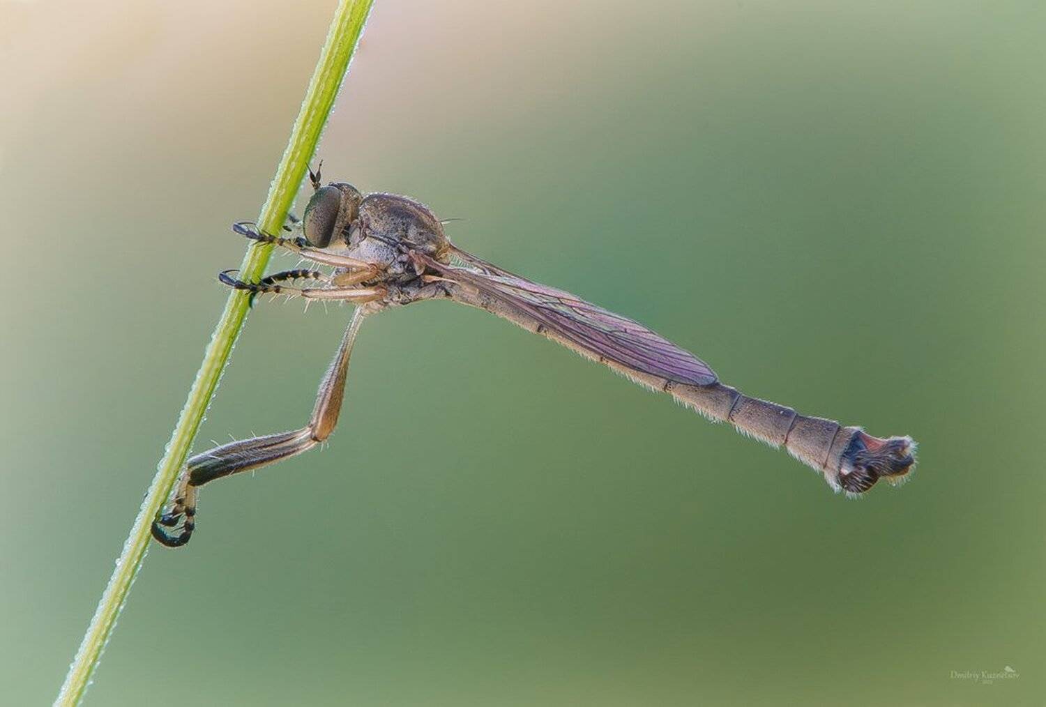 , Кузнецов Дмитрий