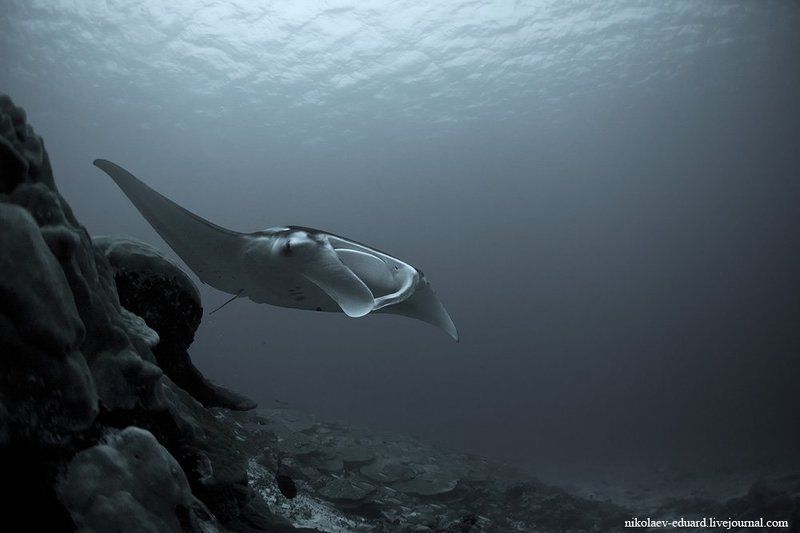 Прогулка. фото превью