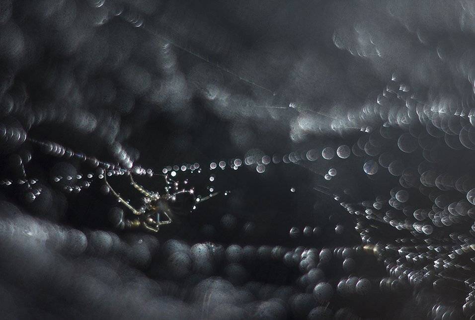 , Иваненко Светлана