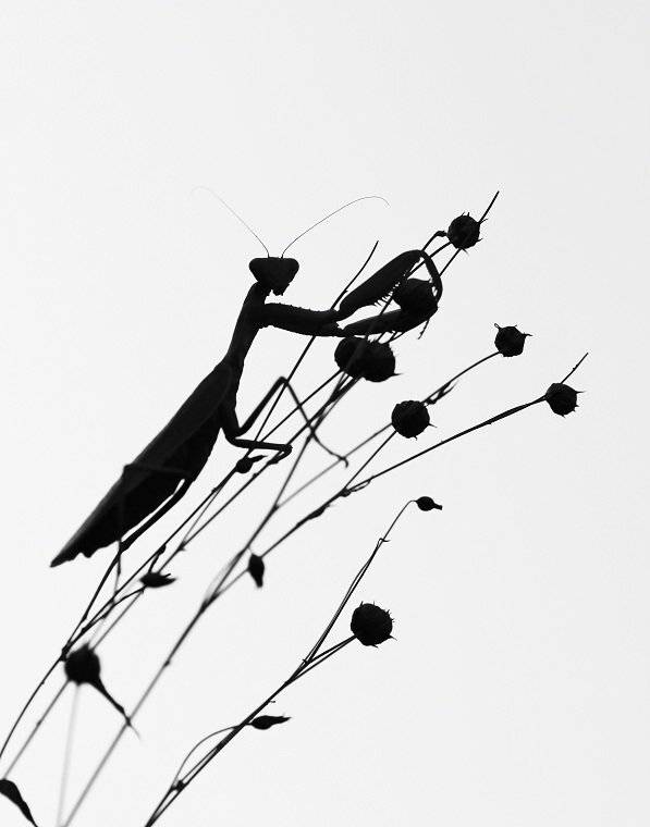 , Александр Журавлёв