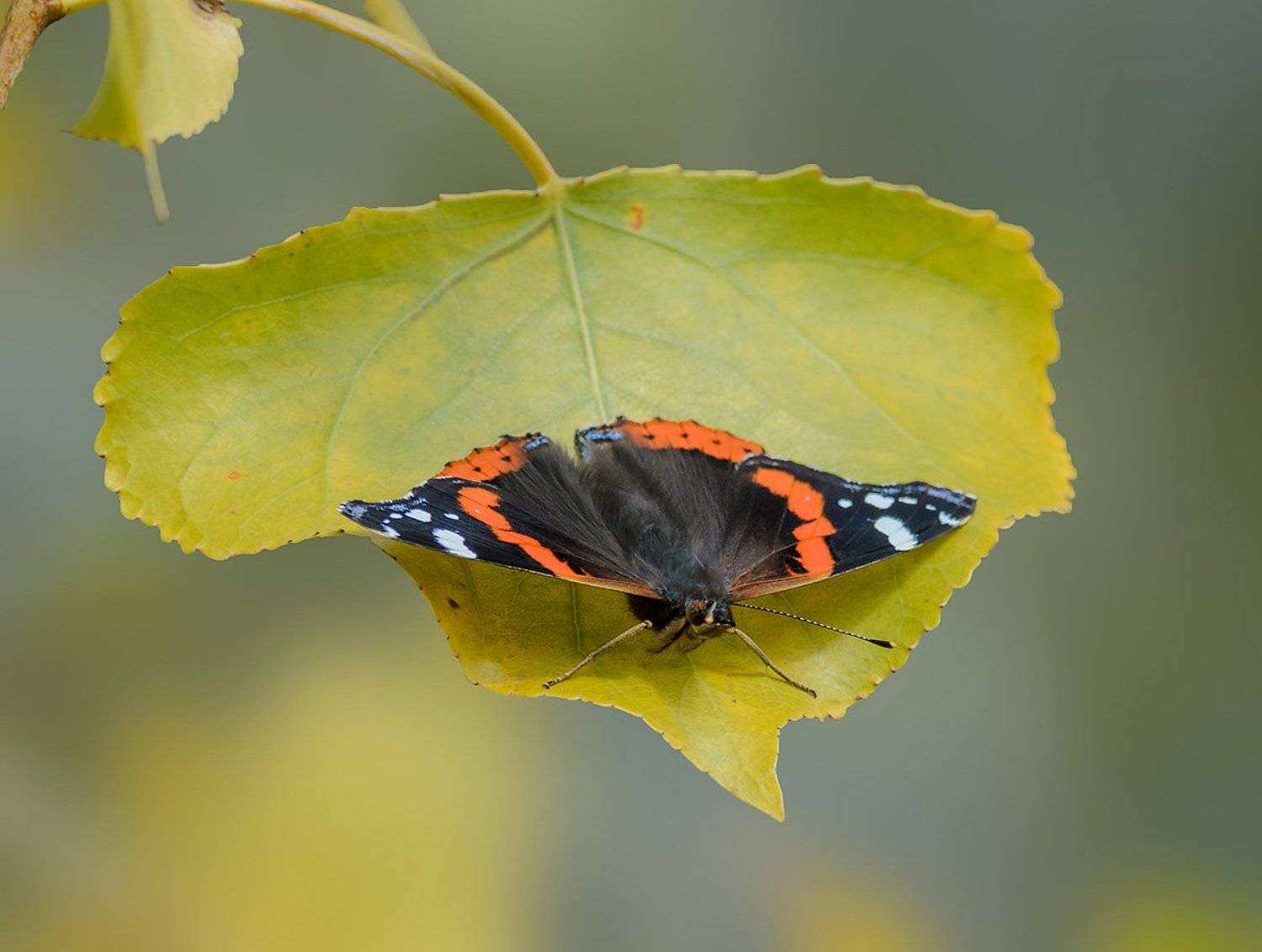 , алексей овчинников
