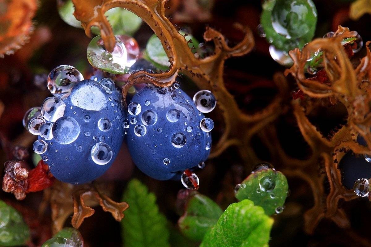 голубика, дождь, капли, мох, отражение, тундра, чукотка, эгвекинот, Кирилл Уютнов