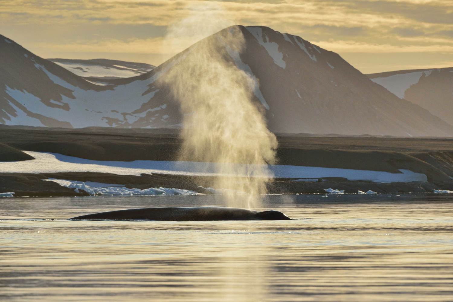 , Подолинский Юрий
