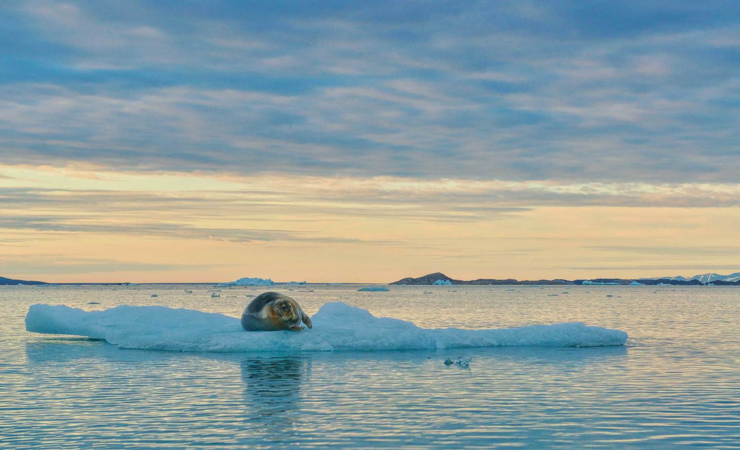 Дикая природа, Море Арктика, Путешествия, Тюлень, Шпицберген Свалбард, Анна Яценко