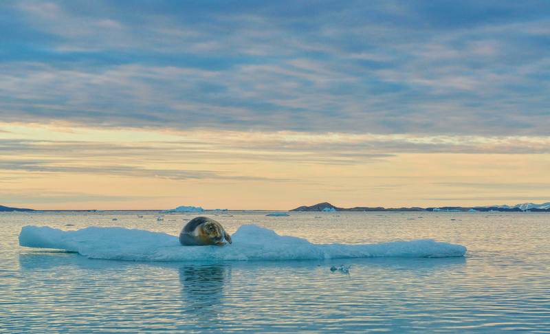 Дикая природа, Море Арктика, Путешествия, Тюлень, Шпицберген Свалбард совсем один фото превью