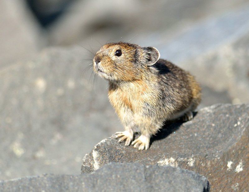 Удивлённая сеноставка фото превью