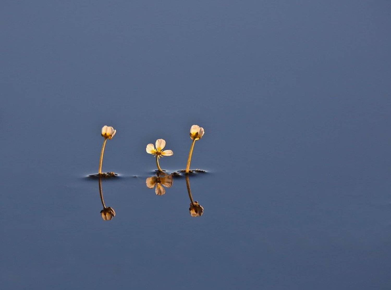 , Вячеслав Мищенко